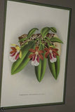 Lindenia Limited Edition Print: Aerides Quinquevulnerum Vanda Type (White and Pink) Orchid Collector Art  (B1)