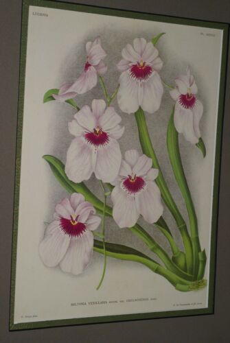 Lindenia Orchid, Limited Edition Print: Miltonia Vexillaria Benth Var Chelsonensis Hort (White and Fushia) Orchid  (B5)
