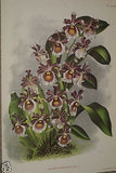 Lindenia Limited Edition Print: Miltonia Cuneata Lindl (Magenta and White) Orchid Collector Art (B5)