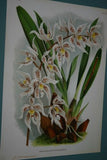 Lindenia Limited Edition Print: Odontoglossum Rubescens (White with Speckled Sienna) Orchid Collector Art (B1)