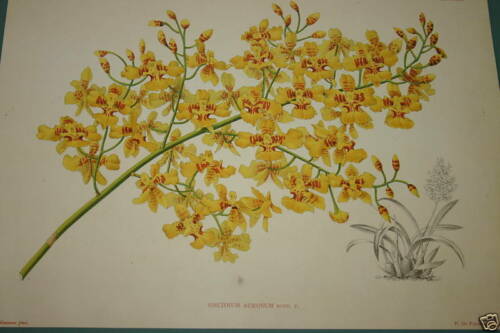 YELLOW ORCHID Limited Edition Paper Print
