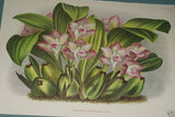 Lindenia Limited edition Print: Cirrhopetalum Amesianum (White and Fushia) Orchid Collectible (B3)