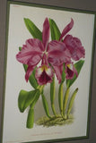 Lindenia Limited Edition Print: Cattleya Trianae Var Annae (Pale Pink with Magenta and Yellow Center) Orchid Collector Art