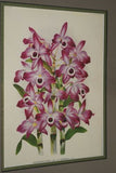 Lindenia Limited Edition Print: Dendrobium Taurinum (White and Magenta) Orchid Collector Art (B4)