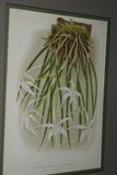 Lindenia Limited Edition Print: Laelia Praestans Var Candida (White) Orchid Collector Art (B4)
