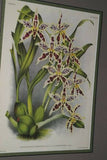 Lindenia Limited Edition Print: Oncidium Aurosum (Yellow and Orange) Orchid Collectible Art AOS (B2)