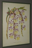 Lindenia Limited Edition Print: Dendrobium Bensoniae (White with Yellow Center Orchid Collector Art (B1)