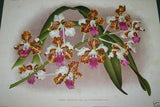 Lindenia Limited Edition Orchid Art Print: Rhynchostylis Retusa Blume, (White and Magenta/Pink) 2 Choices, pick 1 B4 or B5