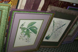 Lindenia Limited Edition Print: Cattleya x Hardyana Var Fanyauiana (Pink, Magenta and Yellow) Orchid Collector Art (B4) .