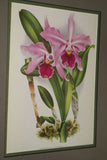 Lindenia Limited Edition Print: Laeliocattleya x Pauli (Fushia, White and Yellow) Orchid Collectible Art (B5)