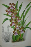 Lindenia Limited Edition Print: Zygopetalum x Clayi (Mauve and Sienna) Orchid Collector Art (B5)