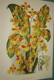 Lindenia Limited Edition Print: Oncidium Lamelligerum (Sienna and Yellow) Orchid Collector Art (B2)