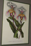 Lindenia Limited Edition Print: Paphiopedilum, Cypripedium x Albertianum Var Rotundiflorum, Lady Slipper (Magenta, Yellow and White) Orchid Collector Art (B5)