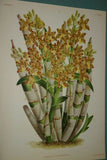 Lindenia Botanical Print Limited Edition: Mormodes Igneum Maculatum, Red, Orchid Art (B3)