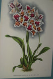 Lindenia Limited Edition Print: Odontoglossum Crispum Var Reine Emma (White, Red and Yellow) Orchid Art AOS (B5)
