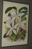 Lindenia Limited Edition Print: Cattleya Eldorado Var Treyeranae (White and Yellow) Orchid Collector Art (B3)