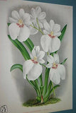 Lindenia Limited Edition Print: Miltonia Roelli (White, Magenta and Yellow) Orchid Collector Art (B1)
