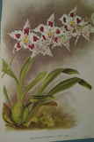 Lindenia Limited Edition Print: Odontoglossum Crispum Var Mooreanum (White) Orchid Collector Art (B4)