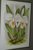 Lindenia Limited Edition Print: Cattleya Aliciae L Lind (White and Fushia) Orchid Collector Art (B4)