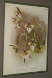 Lindenia Limited Edition Print: Odontoglossum Crispum Ldl Var Tigrinum L Lind (White, Red and Yellow) Orchid Collector Art (B5).