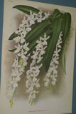 Lindenia Botanical Print, Limited Edition: Aganisia Lepida, White Orchid Collectible Art (B3)