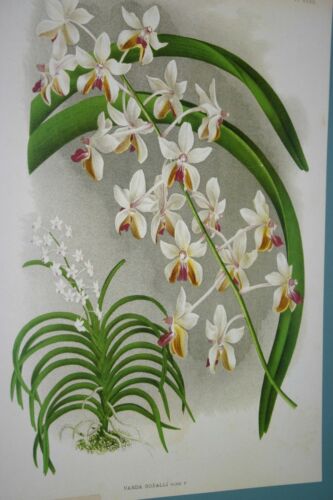 Lindenia Limited Edition Print: Vanda Boxalli (White with Yellow and Magenta) Orchid Collector Art (B1)