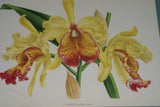 Lindenia Limited Edition Print: Cattleya Trianae Var Purpurata (Pink and Magenta) Orchid Art (B2)