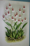 Lindenia Limited Edition Print: Oncidium Phalaenopsis Lind Et Rchb F Var Excellens L Lind (White and Purple) Orchid Art (B4)
