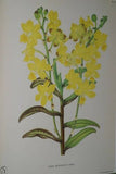 Lindenia Limited edition Print: Saccolabium Giganteum Var Petotianum (White) Orchid AOS Collector Art (B4)