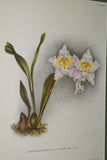 Lindenia Limited Edition Print: Odontoglossum Crispum Ldl Var Meleagris (White, Red and Yellow) Orchid Collector Art (B4)
