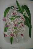 Lindenia Limited Edition Print: Vanda Insignis Blume (White, Red, Yellow and Fushia) Orchid Collector Art (B3)
