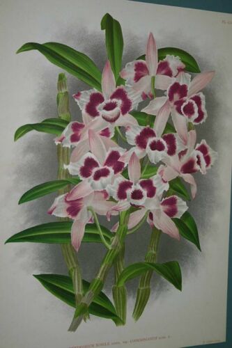 Lindenia Limited Edition Print: Dendrobium Nobile Var Cooksonianum (Pink and Magenta) Orchid Collector Art (B3)