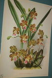 Lindenia Collectible Print Limited Edition Cochlioda Notzliana Var Superba, Red Orchid (B4)