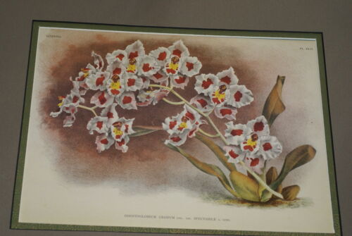 Lindenia Limited Edition Print: Odontoglossum Crispum Var Spectabile (White with Red and Yellow) Orchid Collector Art (B4)