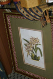 Lindenia Limited Edition Print: Odontoglossum Rossi Var Pauwelsiae (White and Sienna with Yellow Center)  Orchid Collector Art (B4)