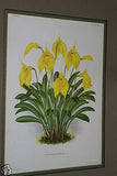 Lindenia Limited Edition Print: Masdevallia Spectrum (Magenta) Orchid Collector Art (B1)