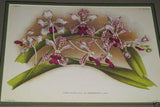 Lindenia Limited edition Print: Saccolabium Giganteum Var Petotianum (White) Orchid AOS Collector Art (B4)