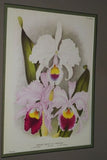 Lindenia Limited Edition Print: Cattleya x Hardyana Hort Var Reginae L Lind (White and Magenta) Orchid Collectible Art (B4)