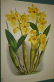 Lindenia  Limited Edition Print: Dendrobium Purpureum Candidulum (White) Orchid Collector Art (B1)