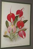LINDENIA MASDEVALLIA x HENRIETTAE, PINK ORCHID FLOWER PRINT, Limited Edition OF A THOUSAND (B4))