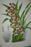 Lindenia Limited Edition Print: Zygopetalum Wendlandi (Yellow, White and Lavender) Orchid Collector Art (B3)