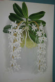 Lindenia Limited Edition Print: Saccolabium Hendersonianum (Pink) Orchid Collector Art (B3)