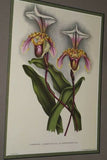 Lindenia Limited Edition Print: Paphiopedilum, Cypripedium Insigne Wallich Var Cinnamomeum, Lady Slipper (Yellow and White) Orchid Collector Art (B5)