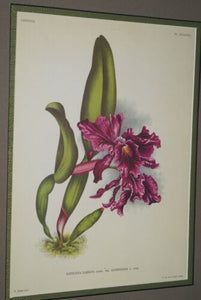 Lindenia Limited Edition Print: Cattleya Labiata Lindl Var Alfrediana L Lind (Magenta) Orchid Collector Art (B5)