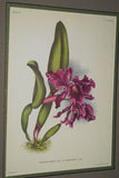 Lindenia Limited Edition Print: Cattleya Labiata Lindl Var Alfrediana L Lind (Magenta) Orchid Collector Art (B5)