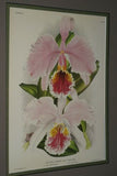 Lindenia Limited Edition Print: Cattleya x Hardyana Hort Var Reginae L Lind (White and Magenta) Orchid Collectible Art (B4)