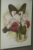 Lindenia Limited Edition Print: Cattleya x Hardyana Hort Var Reginae L Lind (White and Magenta) Orchid Collectible Art (B4)
