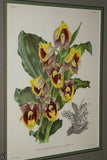 Lindenia Limited Edition Print: Catasetum Bungerothi Var Aurantiacum (Yellow and White) Orchid AOS Collector Art (B3)