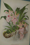 Lindenia Limited Edition Print: Zygopetalum Intermedium Orchid Collector Art (B2)