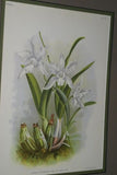 Lindenia Limited Edition Print: Cattleya x Mantinii G Mantin (Fushia) Orchid Collector Art (B4)